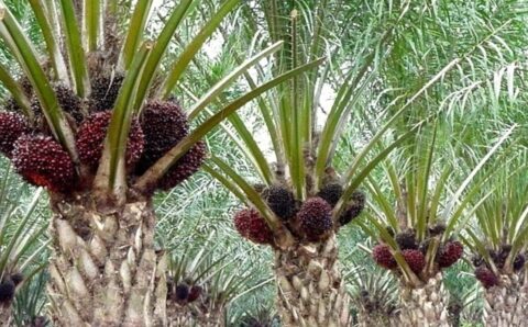 66kelapasawit-1351x675